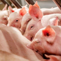 Giá heo hơi ngày 9/9/2025: Tăng mạnh từ 1.000 – 3.000 đồng/kg ở cả ba miền