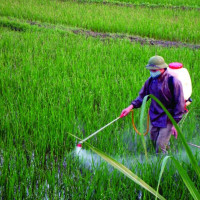 VIPA kiến nghị sửa điều 50 của Luật Bảo vệ và Kiểm dịch thực vật
