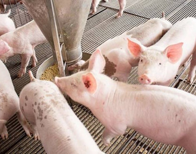 Giá heo hơi ngày 10/9/2025: Tiếp tục khởi sắc trên cả nước
