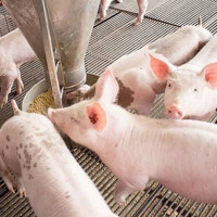 Giá heo hơi ngày 10/9/2025: Tiếp tục khởi sắc trên cả nước