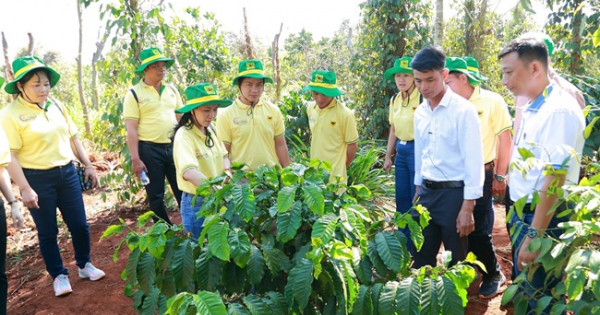 Khai phá tiềm năng cà phê Việt: Hành trình mới cùng Canh tác cà phê thông minh
