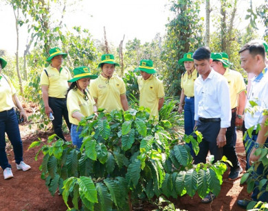 Khai phá tiềm năng cà phê Việt: Hành trình mới cùng Canh tác cà phê thông minh