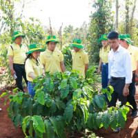 Khai phá tiềm năng cà phê Việt: Hành trình mới cùng Canh tác cà phê thông minh