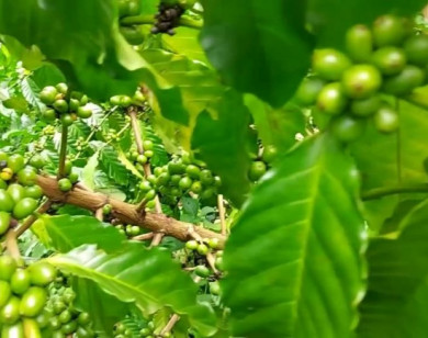 Giá nông sản ngày 14/9/2025: Cà phê tiếp tục tăng mạnh, hồ tiêu đi ngang