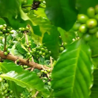 Giá nông sản ngày 14/9/2025: Cà phê tiếp tục tăng mạnh, hồ tiêu đi ngang