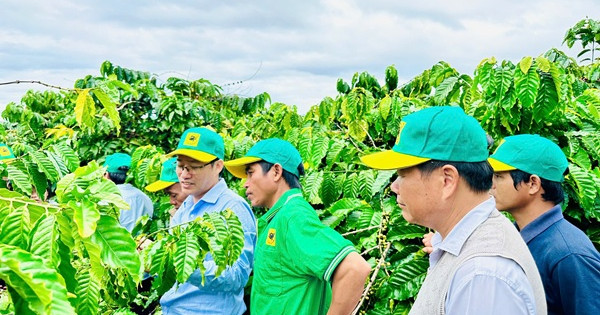 Tại sao cần canh tác cà phê thông minh