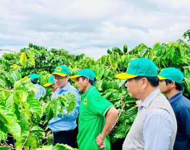 Tại sao cần canh tác cà phê thông minh