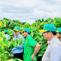 Tại sao cần canh tác cà phê thông minh