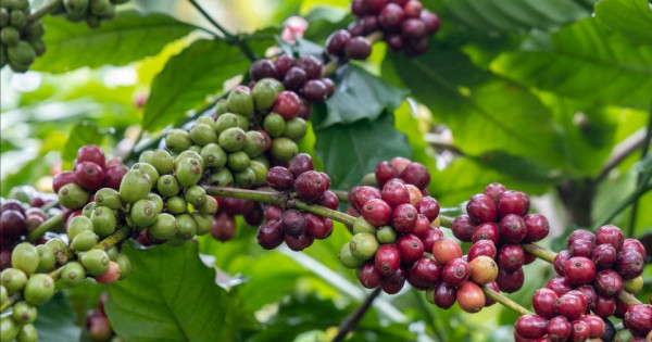 Giá nông sản ngày 17/9/2025: Cà phê bật tăng mạnh, hồ tiêu neo ở mức cao