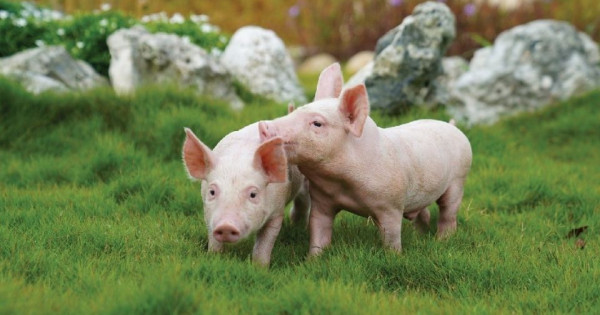 Giá heo hơi ngày 19/9/2025: Tiếp tục hạ nhiệt tại nhiều địa phương