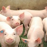 Giá heo hơi ngày 20/9/2025: Ổn định trên cả nước