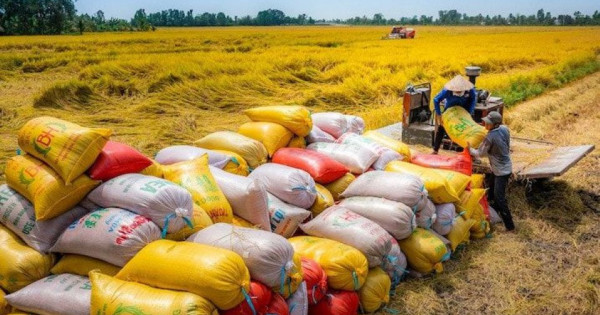 Thị trường mới nổi và bước nhảy vọt về chất của gạo Việt