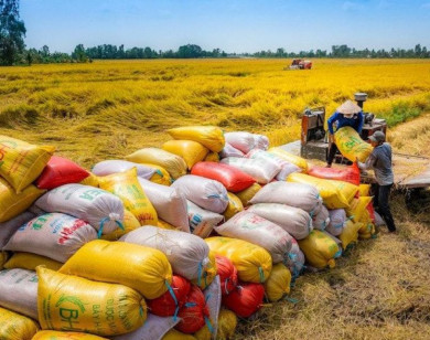 Thị trường mới nổi và bước nhảy vọt về chất của gạo Việt
