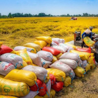 Thị trường mới nổi và bước nhảy vọt về chất của gạo Việt