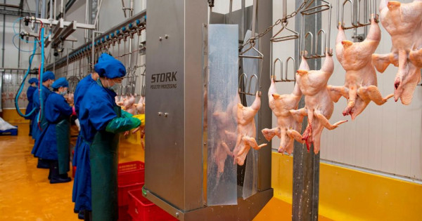 Đưa giết mổ gia súc, gia cầm đi vào nền nếp