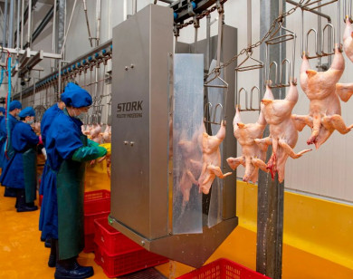 Đưa giết mổ gia súc, gia cầm đi vào nền nếp