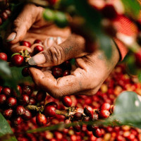 Giá nông sản ngày 25/9/2025: Cà phê giảm mạnh, hồ tiêu tăng 1.000 đồng/kg