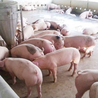 Giá heo hơi ngày 30/9/2025: Ổn định tại cả ba miền