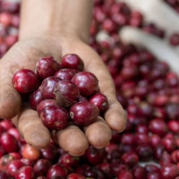 Giá nông sản ngày 30/9/2025: Cà phê tiếp tục tăng, hồ tiêu neo ở mốc cao