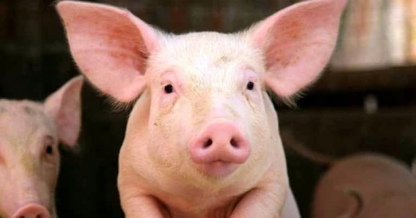 Giá heo hơi ngày 1/10/2025: Đồng loạt giảm trên cả nước