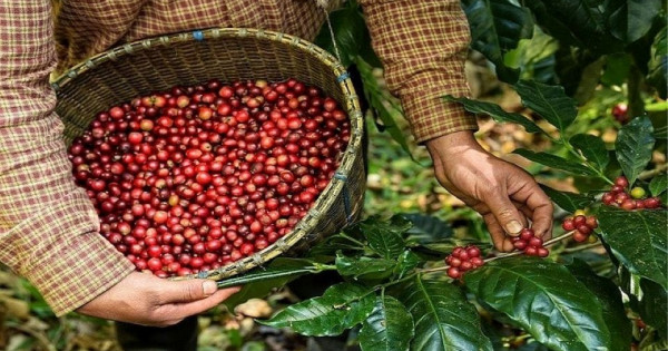Giá nông sản ngày 1/10/2025: Cà phê và hồ tiêu đảo chiều giảm