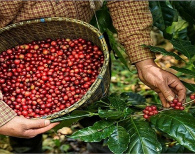 Giá nông sản ngày 1/10/2025: Cà phê và hồ tiêu đảo chiều giảm