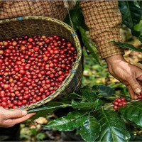 Giá nông sản ngày 1/10/2025: Cà phê và hồ tiêu đảo chiều giảm