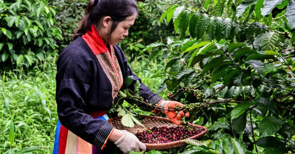 Giá nông sản ngày 3/10/2025: Cà phê tiếp tục tăng mạnh, hồ tiêu đi ngang