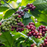 Giá nông sản ngày 4/10/2025: Cà phê và hồ tiêu cùng giảm