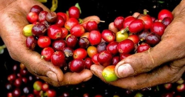 Giá nông sản ngày 6/10/2025: Cà phê và hồ tiêu cùng đi ngang
