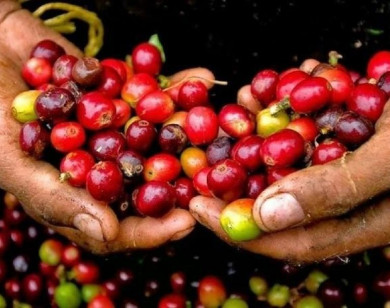 Giá nông sản ngày 6/10/2025: Cà phê và hồ tiêu cùng đi ngang