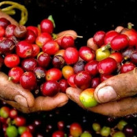 Giá nông sản ngày 6/10/2025: Cà phê và hồ tiêu cùng đi ngang