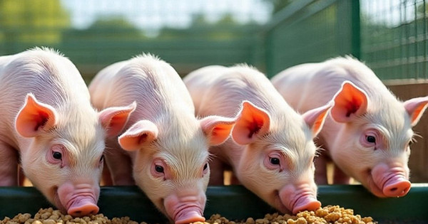 Giá heo hơi ngày 7/10/2025: Tiếp tục xu hướng giảm trên cả nước