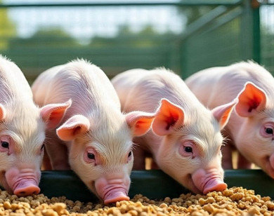Giá heo hơi ngày 7/10/2025: Tiếp tục xu hướng giảm trên cả nước