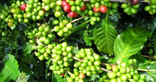 Giá nông sản ngày 8/10/2025: Cà phê giảm mạnh, hồ tiêu neo ở mức cao