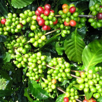 Giá nông sản ngày 8/10/2025: Cà phê giảm mạnh, hồ tiêu neo ở mức cao