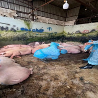 Đồng Nai: phát hiện 89 con heo dương tính với chất cấm tạo nạc