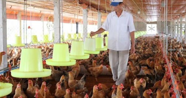 TP Hồ Chí Minh: Sau sáp nhập vùng chăn nuôi, nguồn cung thực phẩm tăng nhưng nỗi lo mới lộ diện