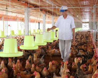 TP Hồ Chí Minh: Sau sáp nhập vùng chăn nuôi, nguồn cung thực phẩm tăng nhưng nỗi lo mới lộ diện