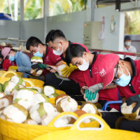 Dừa Việt Nam chiếm 50% thị phần Mỹ: Bài học từ Vina T&T