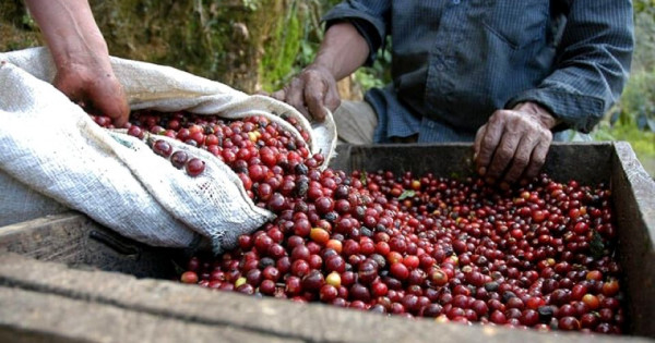 Giá nông sản ngày 12/10/2025: Cà phê tiếp tục giảm, hồ tiêu ổn định