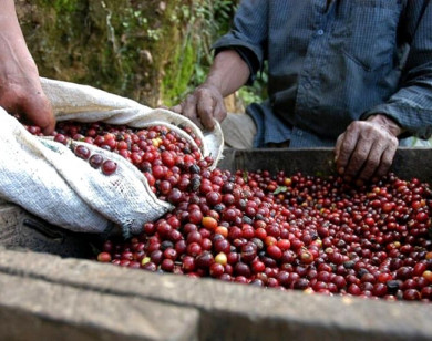 Giá nông sản ngày 12/10/2025: Cà phê tiếp tục giảm, hồ tiêu ổn định