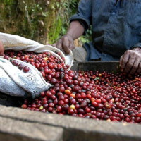 Giá nông sản ngày 12/10/2025: Cà phê tiếp tục giảm, hồ tiêu ổn định