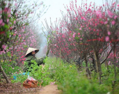 Thủ tướng Chính phủ đồng ý phương án nghỉ Tết Bính Ngọ 9 ngày liên tục