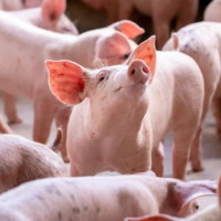 Giá heo hơi ngày 14/10/2025: Có xu hướng ổn định trong ngắn hạn