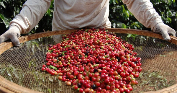 Giá nông sản ngày 16/10/2025: Cà phê giảm nhẹ, hồ tiêu đi ngang