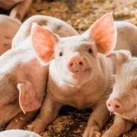 Giá heo hơi ngày 16/10/2025: Nhiều tỉnh thành tiếp tục giảm nhẹ
