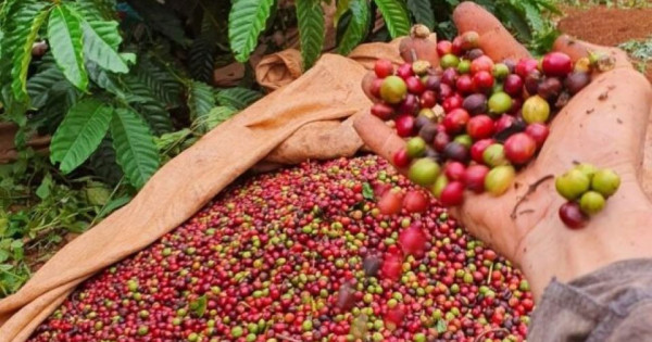 Giá nông sản ngày 17/10/2025: Cà phê tăng nhẹ, hồ tiêu ổn định