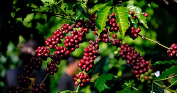 Giá nông sản ngày 18/10/2025: Cà phê tăng cao, hồ tiêu giảm nhẹ