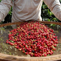 Giá nông sản ngày 19/10/2025: Cà phê và hồ tiêu cùng giảm nhẹ
